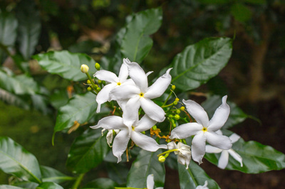 Tabernaemontana divaricata 