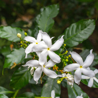 Crape jasmine