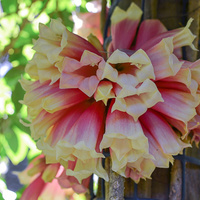 New Guinea trumpet creeper