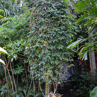 Tecomanthe dendrophila