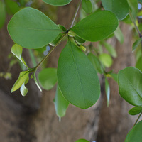 Terminalia buceras