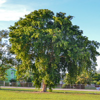Terminalia buceras