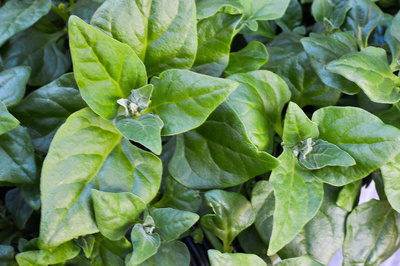 Tetragonia tetragonioides