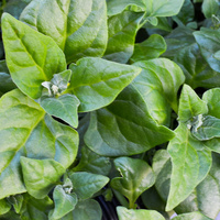 New Zealand spinach