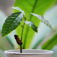 Theobroma cacao