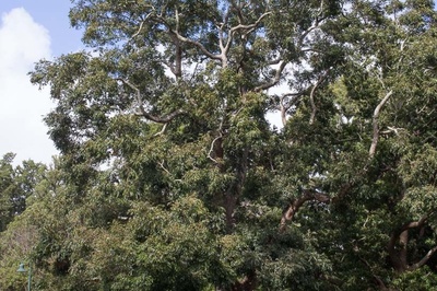Toona ciliata