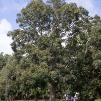 Australian Red Cedar