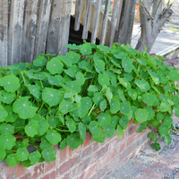 Tropaeolum majus