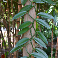 Vanilla planifolia