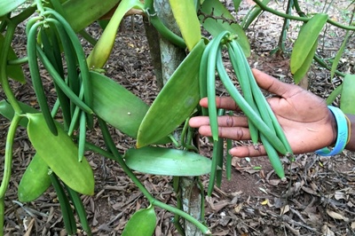 Vanilla planifolia