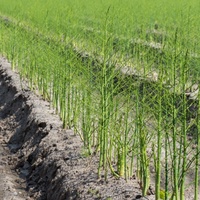 Asparagus officinalis