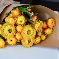 Xerochrysum bracteatum