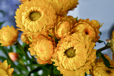 Xerochrysum bracteatum