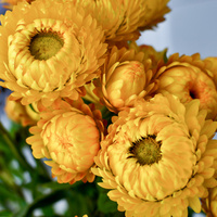 Strawflower