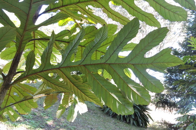 Athertonia diversifolia