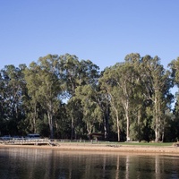 Eucalyptus camaldulensis