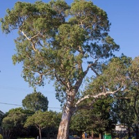 Eucalyptus camaldulensis