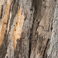 Eucalyptus camaldulensis