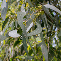 Eucalyptus camaldulensis