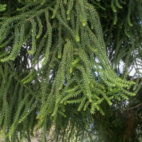 Hoop pine