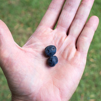Plum pine