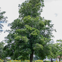 Podocarpus elatus