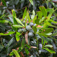 Podocarpus elatus