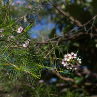 Chamelaucium uncinatum