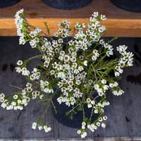 Chamelaucium uncinatum