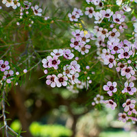 Geraldton wax