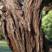 Chamelaucium uncinatum