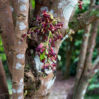 Averrhoa bilimbi