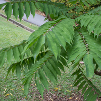 Averrhoa bilimbi