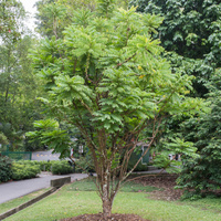 Averrhoa bilimbi