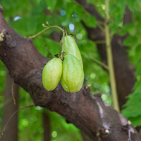 Averrhoa bilimbi