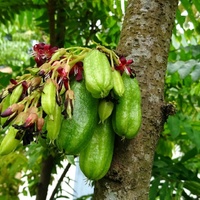 Averrhoa bilimbi