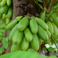 Bilimbi