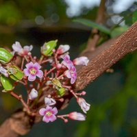 Averrhoa carambola