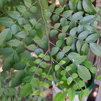 Averrhoa carambola