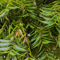 Azadirachta indica
