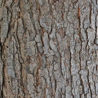 Azadirachta indica