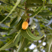 Azadirachta indica