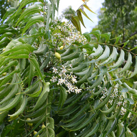 Azadirachta indica