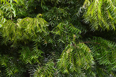 Azadirachta indica