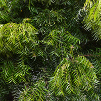 Neem