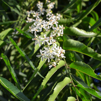 Azadirachta indica