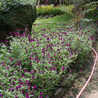 Gomphrena globosa