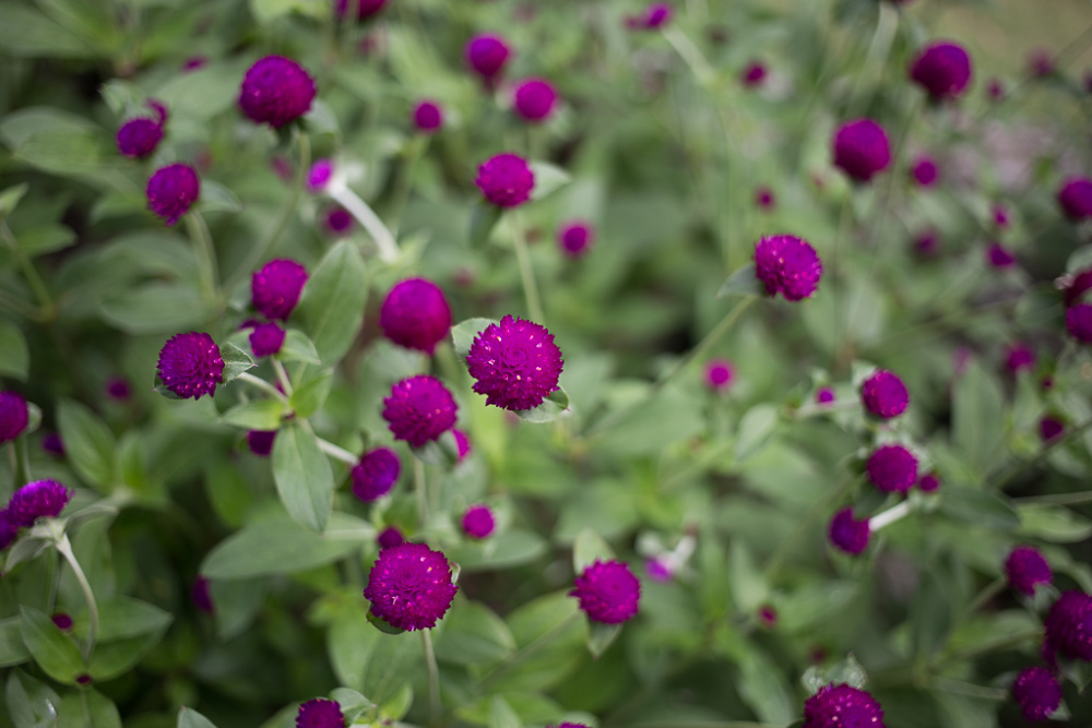 Gomphrena Globosa   Iplantz