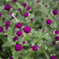 Gomphrena globosa