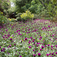 Gomphrena globosa